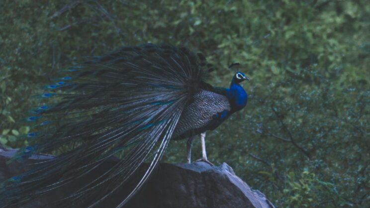 chirag saini qcaitx4clpq unsplash