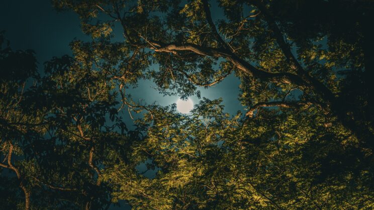 nicolas spehler xdtvry8qwgm unsplash