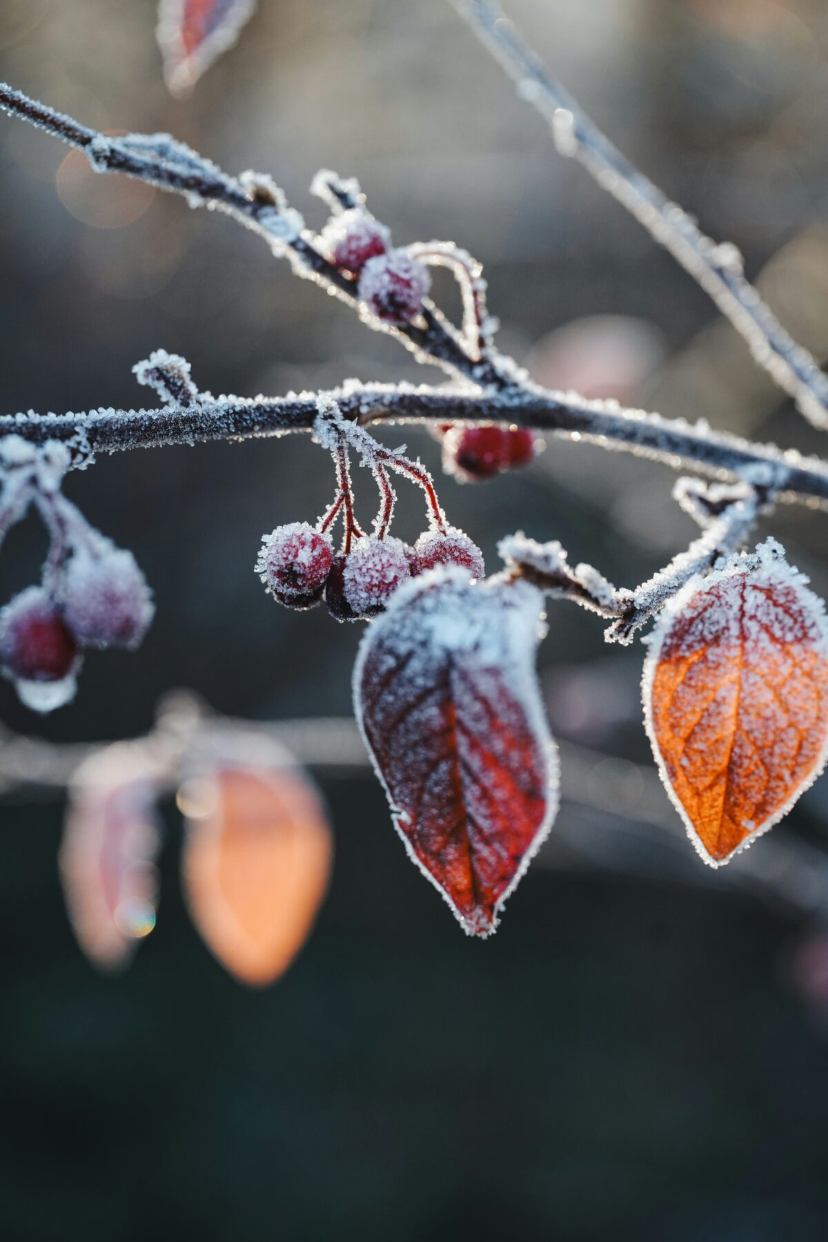 phoebe lynch ajmzpdl8rge unsplash